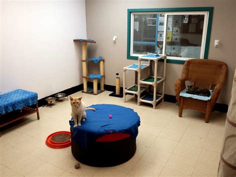 Pasco animal shelter - 2,700 animals were euthanized per shelter. In 2011, 2.6 million shelter animals were euthanized. In 2019, 1.4 million shelter animals were euthanized. Euthanasia in animals shelters has declined 90.7% since 1970. In the last 20 years, incidents of euthanasia in shelters diminished by 66%.